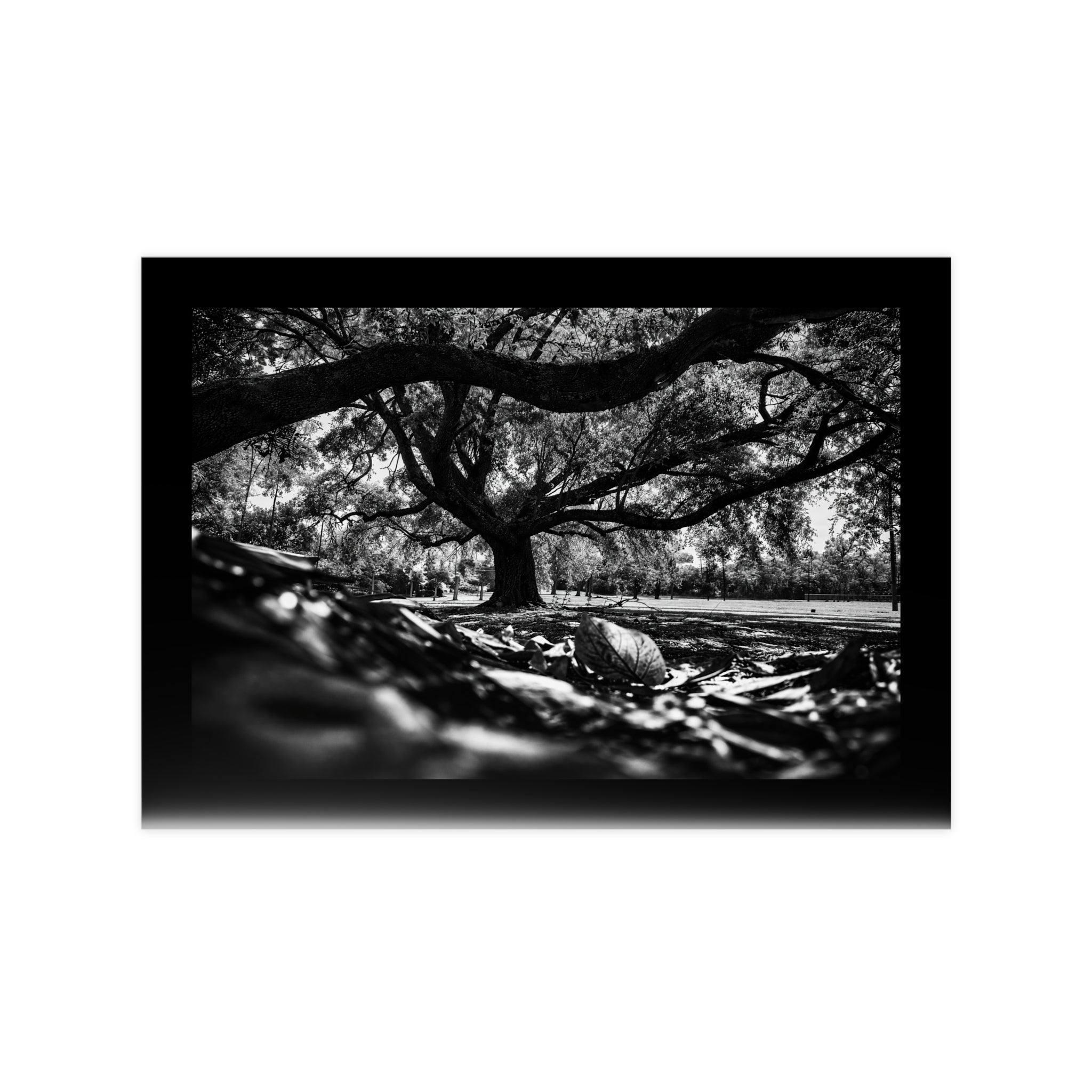 Photopaper Posters