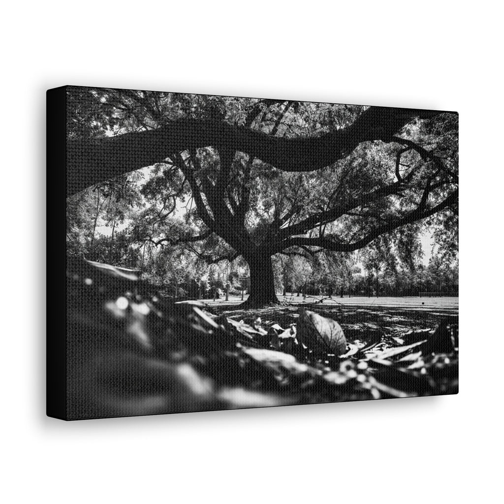 Classic Canvas